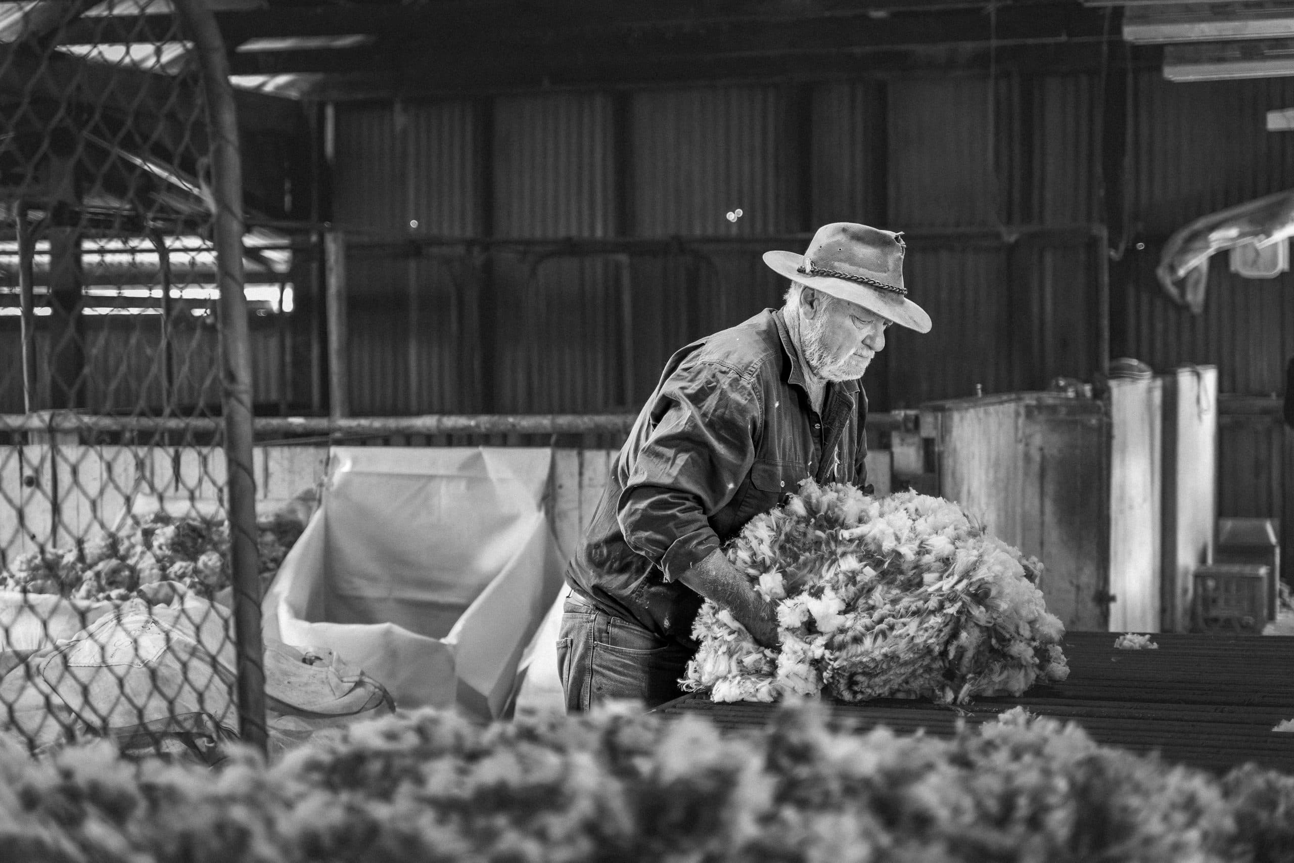 Shearing - Merna Mora Station